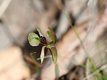 Chiloglottis trapeziformis.jpg