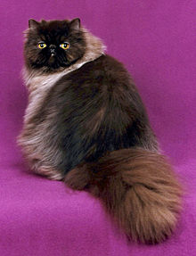 Persian Cat Wikipedia