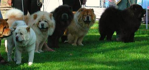 5 Chow Chows of different coat colors