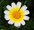 * Nomination: Chrysanthemum coronarium Crown Daisy --Alvesgaspar 21 January 2021 (UTC) * * Review needed