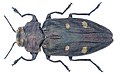 Chrysobothris affinis