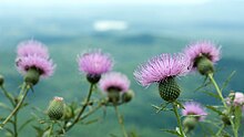 Cirsium altissimum.jpg 