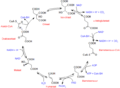 Citric acid cycle with Dutch text