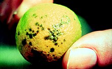 Citrus canker is caused by the gammaproteobacterium Xanthomonas axonopodis. Citrus canker on fruit.jpg