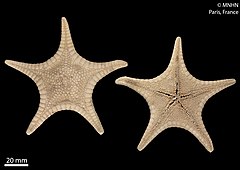 File:Cladaster katafractarius (MNHN-IE-2013-6898) 02.jpg (Category:Echinodermata in the Muséum national d'histoire naturelle)