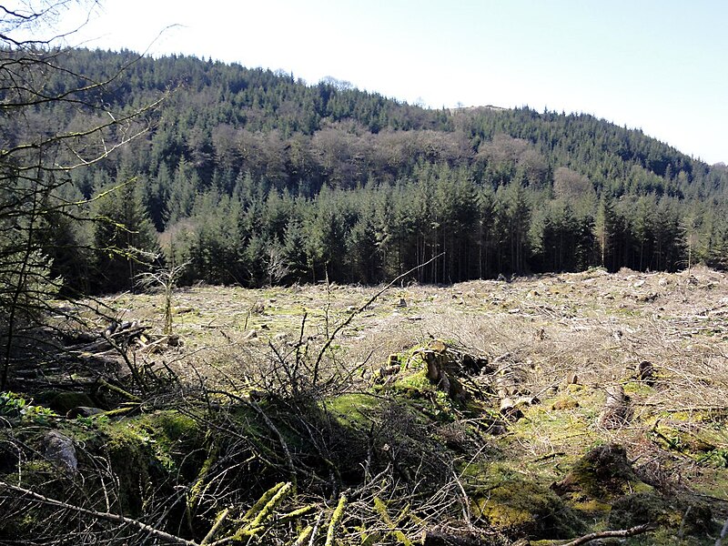 File:Cleared Woodland - geograph.org.uk - 2889527.jpg