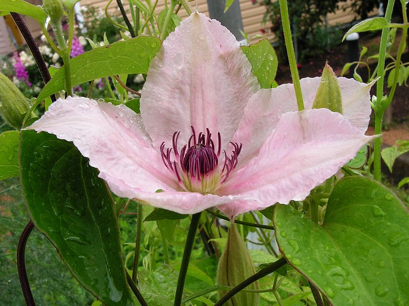 File:Clematis20140621 248.jpg