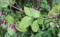 Clematis japonica leaf s2.JPG