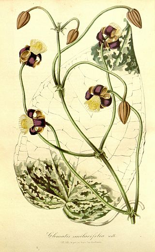 <i>Clematis smilacifolia</i> Species of flowering plant in the buttercup family Ranunculaceae