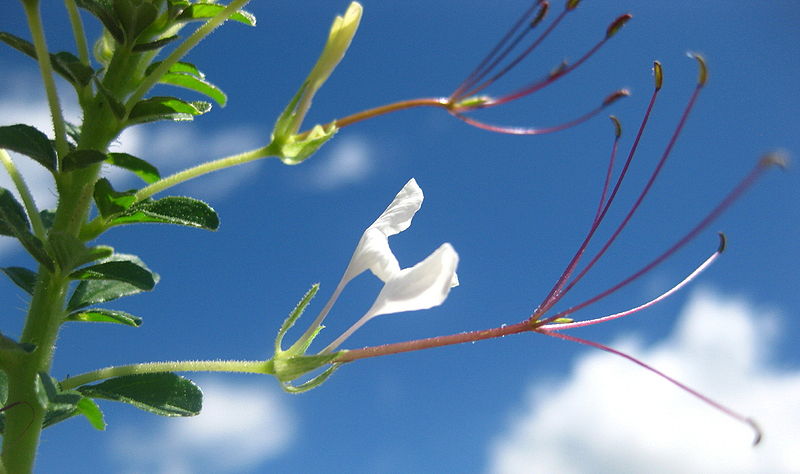 File:Cleome gynandra Flowers.jpg