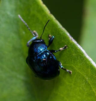 <i>Cleorina</i> Genus of leaf beetles