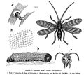 1860 engraving of Tinea pellionella (click through for detailed caption)