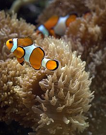 Clownfish in aquarium.jpg
