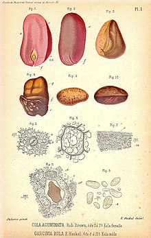 Poudre de PETIT COLA - Garcinia Kola