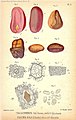 Семена настоящей/«женской» колы (Cola acuminata) по сравнению с семенами горькой/«мужской» колы (Garcinia kola)