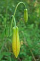 Columbia Lily Buds (3630078580).jpg