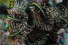 File:Comaster schlegelii 178595128.jpg (Category:Comaster schlegelii)