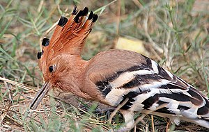 Common Hoopoe (Upapa epops) at Hodal I IMG 9225.jpg