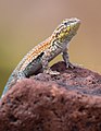 Common Side-blotched Lizard (fba2f03a-b309-459a-b4ad-ee9ef05b5c24).jpg