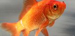 Common goldfish.JPG