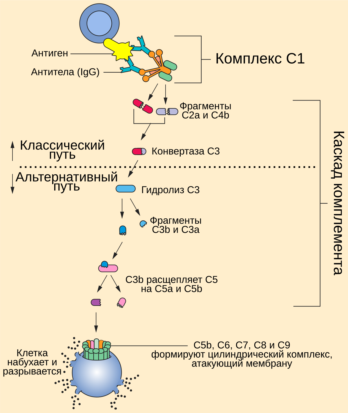 Стенка каскад схема сборки