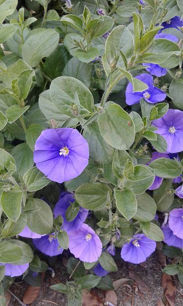 File:Convolvulus sabatius hojas.jpg