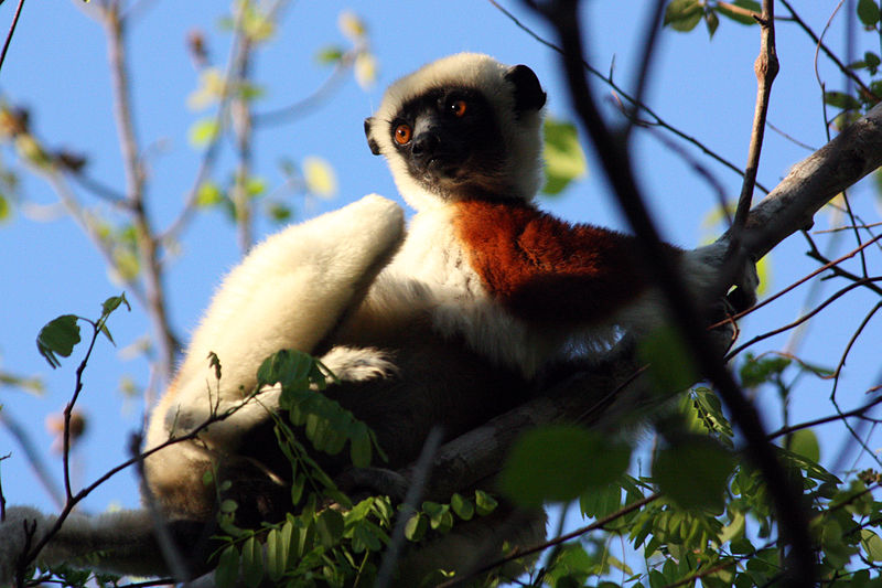 File:Coquerel's sifaka lemur propithecus coquereli.jpg