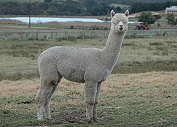 Alpaca - Wikipedia