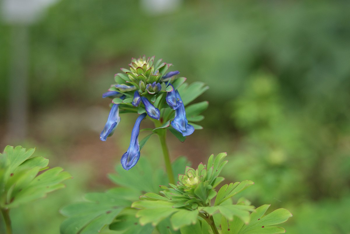 Corydalis paniculigera