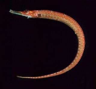 <i>Cosmocampus maxweberi</i> Species of fish
