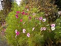 Cosmos bipinnatus