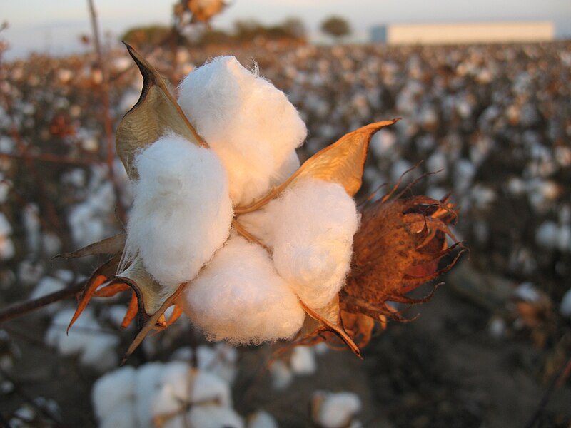 File:Cotton field kv10.jpg