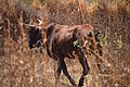 Cows in Zambia 02.jpg
