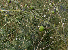 Crambe cordifolia fruit.jpg