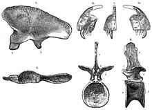 Holotype material of Creosaurus atrox Creosaurus.jpg