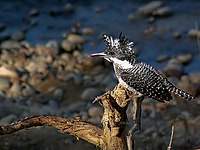 Crested Kingfisher