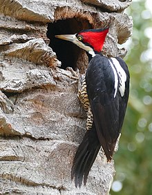 Crimson-crested Woodpecker (Campephilus melanoleucus) female investigating a possible nesting site ... (27874788734).jpg