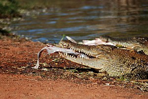 tourist season broome