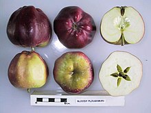 Напречно сечение на Кървавия орач, Национална колекция от плодове (съгл. 1962-042) .jpg