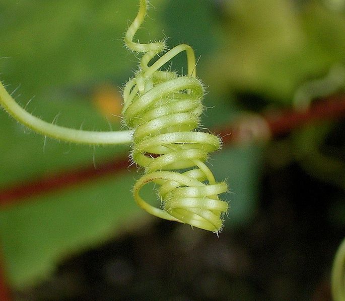 File:Cucurbita pepo 03 ies.jpg