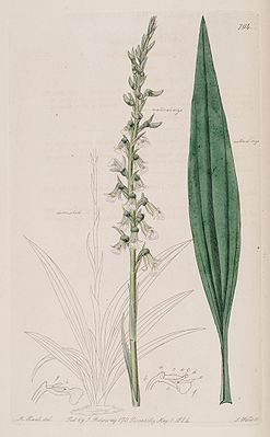 Cyclopogon bicolor, illustration from "The Botanical Register"