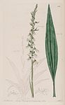 Cyclopogon bicolor (as Neottia bicolor) - Bot. Reg. 10 pl. 794 (1824).jpg
