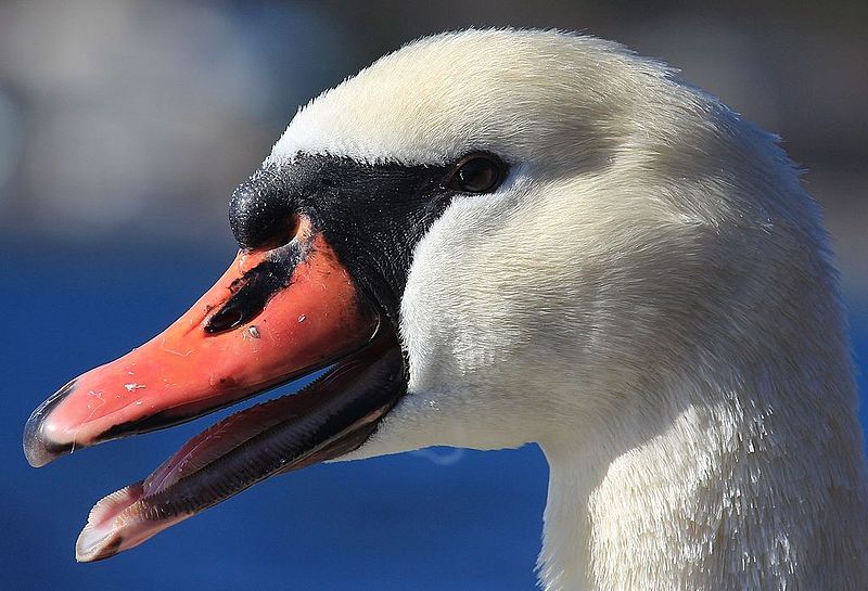 File:Cygnus olor (beak).JPG