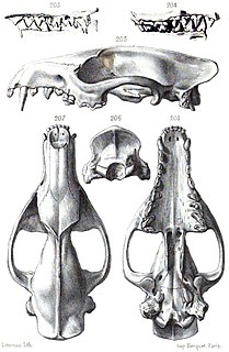 <i>Cynohyaenodon</i> Extinct family of mammals