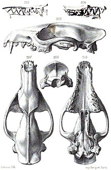 Cynohyaenodon cayluxi 2.jpg