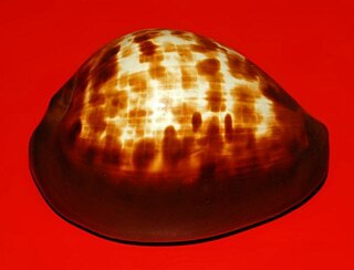 <i>Zoila decipiens</i> Species of gastropod