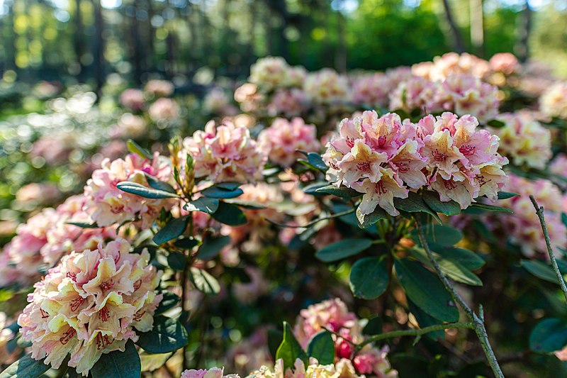 File:Dülmen, Welte, Rhododendronwald -- 2020 -- 6933.jpg