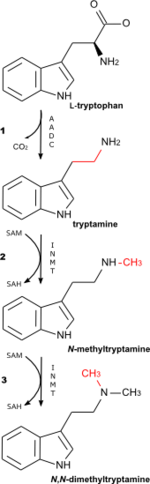 150px-DMT_biosynthetic_pathway.png