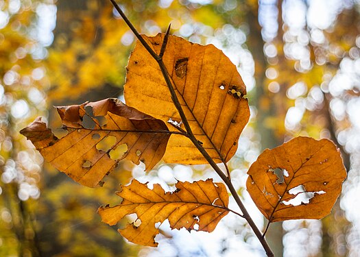 Damaged beech leaves