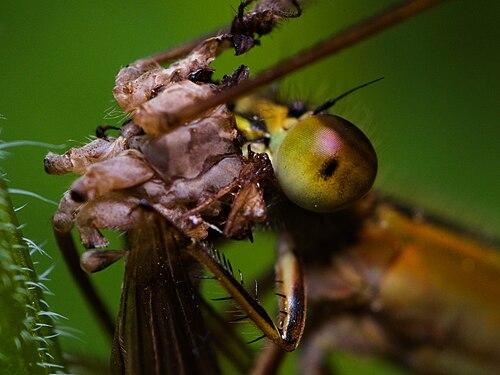 Damselfly eating